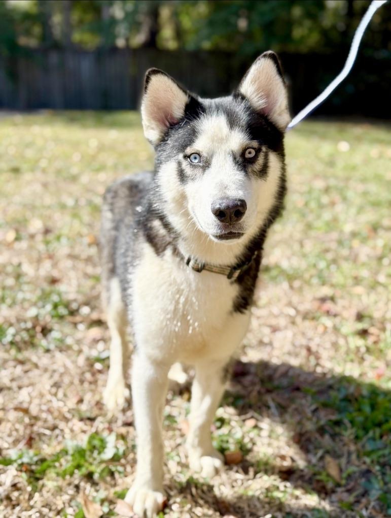 Enlarge Zion, a Adoptable Siberian Husky in Covington, LA image 2/6