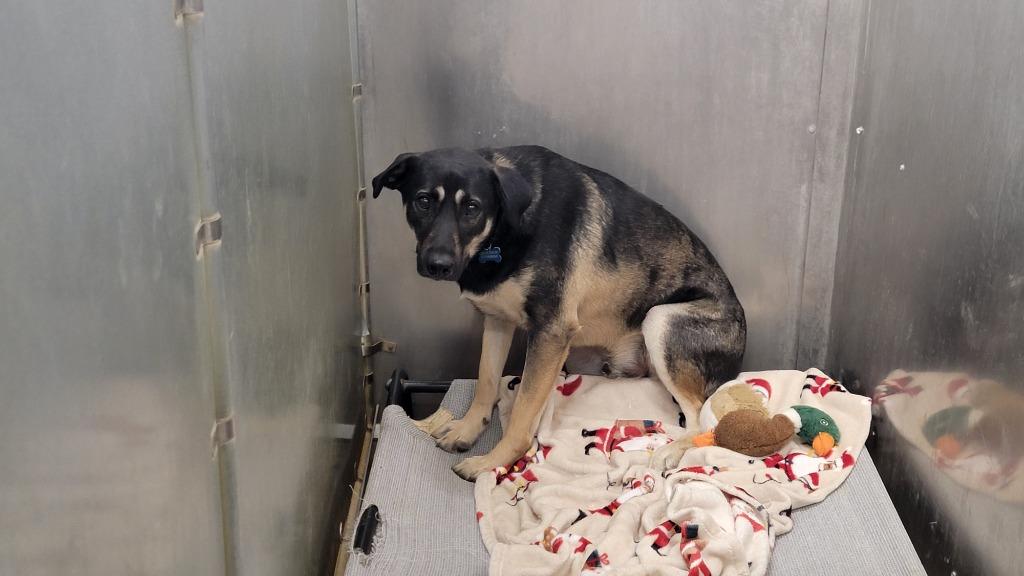 Coty, Adoptable, Adult Male German Shepherd Dog & Labrador Retriever.