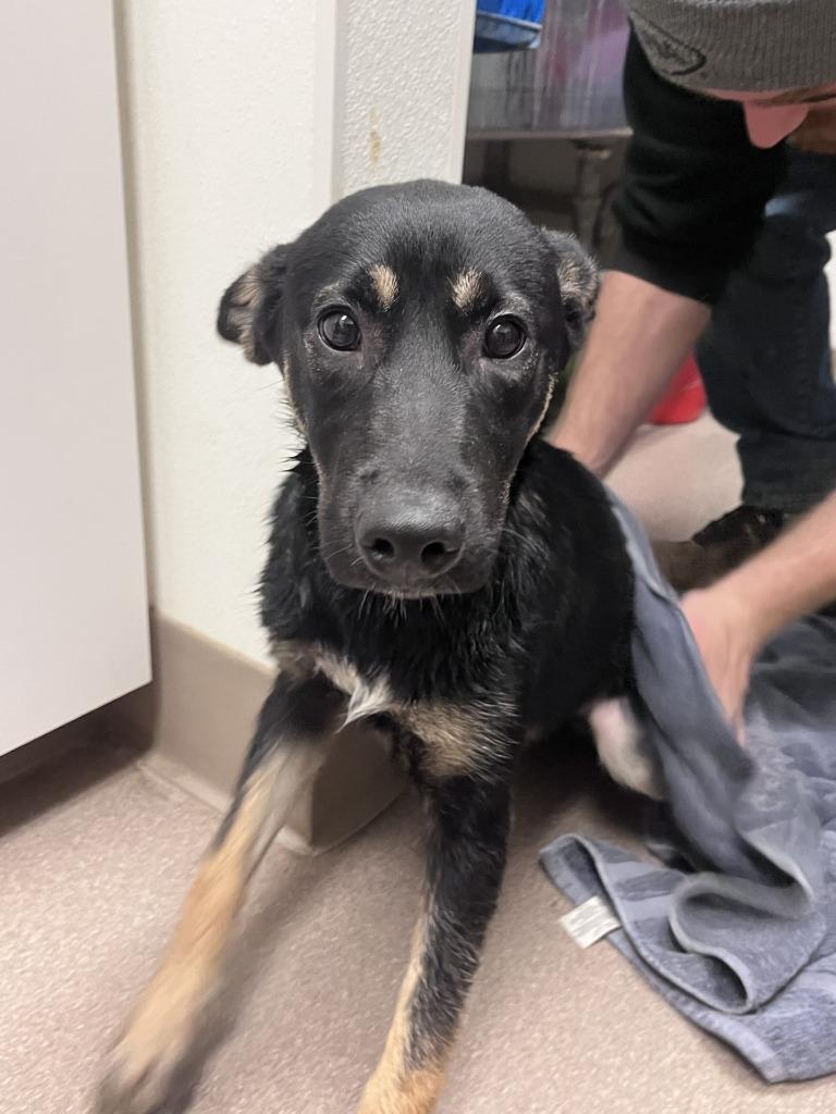 Enlarge Coty, a Adoptable mixed breed in La Porte, IN image 2/3