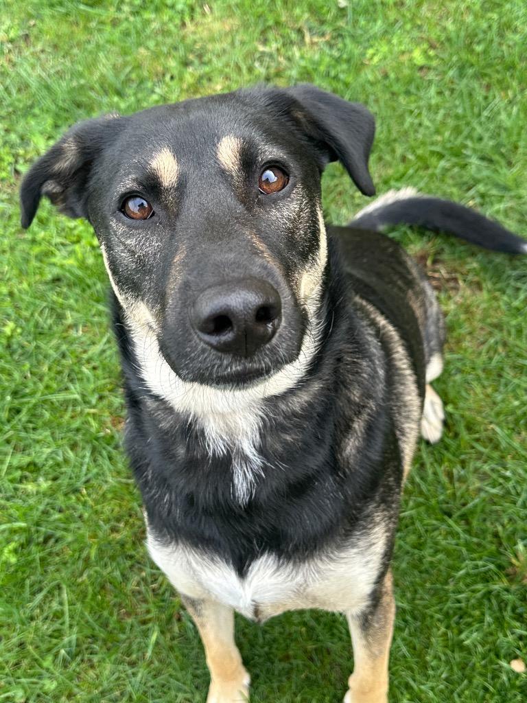 Enlarge Coty, a Adoptable mixed breed in La Porte, IN image 3/3