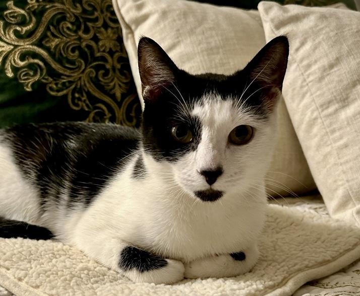 Bobble, a ADOPTABLE Domestic Short Hair in Andover, CT image 2/4