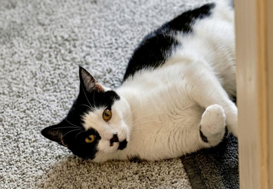 Bobble & Tink, ADOPTABLE, Young Female Domestic Short Hair.
