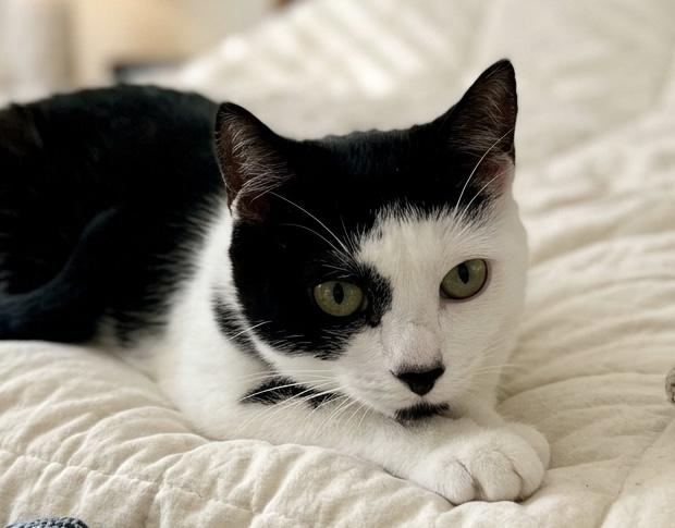 Bobble, a ADOPTABLE Domestic Short Hair in Andover, CT image 3/4