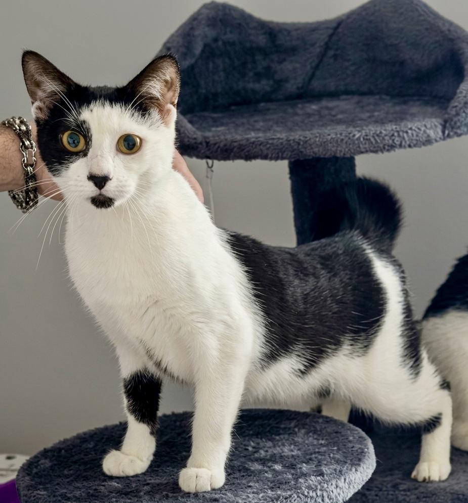 Enlarge Bobble & Tink, a ADOPTABLE Domestic Short Hair in Andover, CT image 5/6