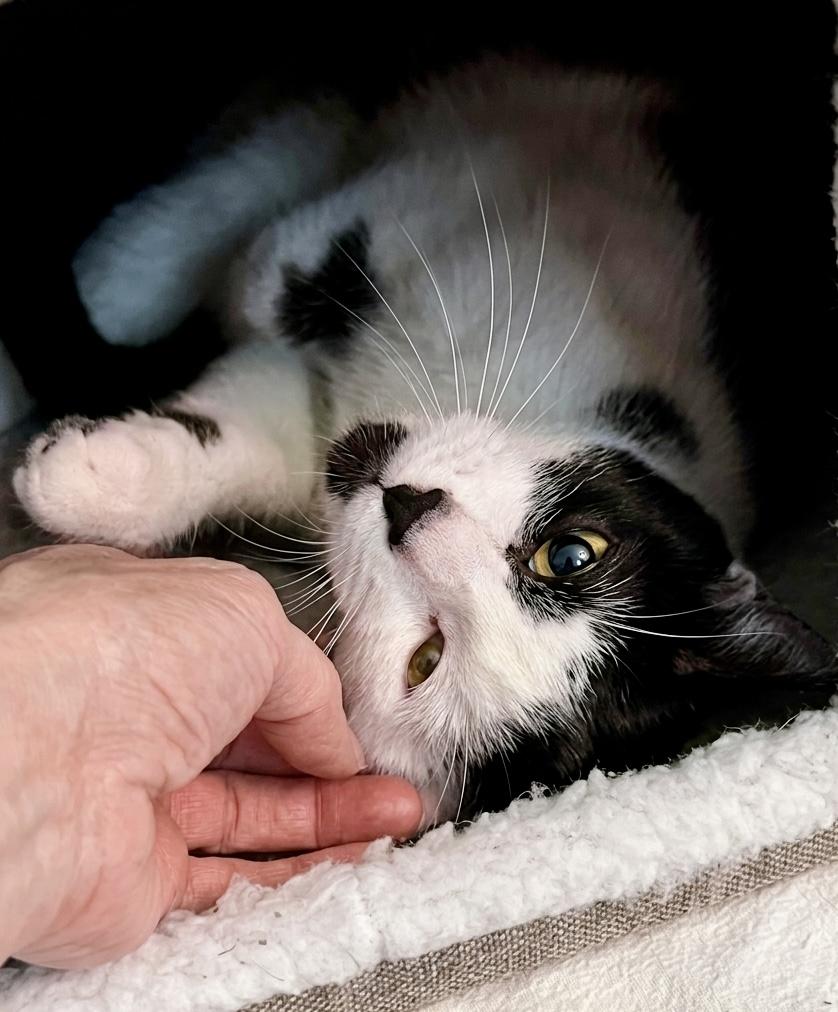 Bobble, a ADOPTABLE Domestic Short Hair in Andover, CT image 4/4
