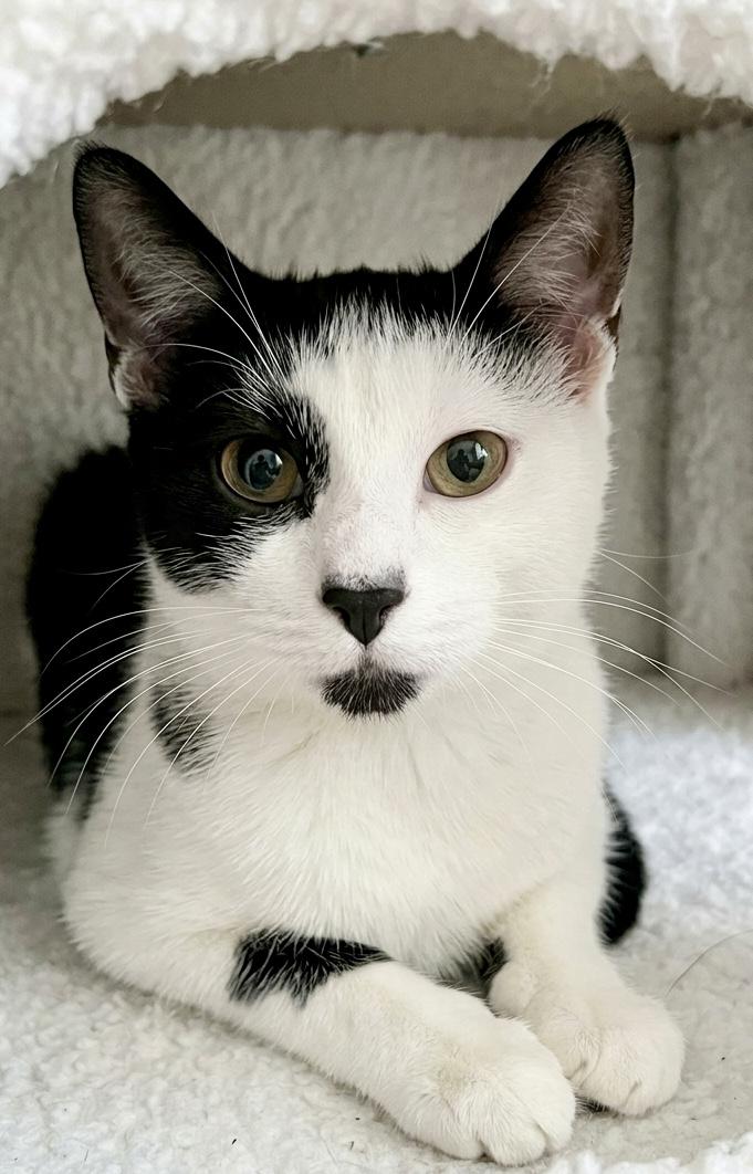 Bobble, ADOPTABLE, Young Female Domestic Short Hair.