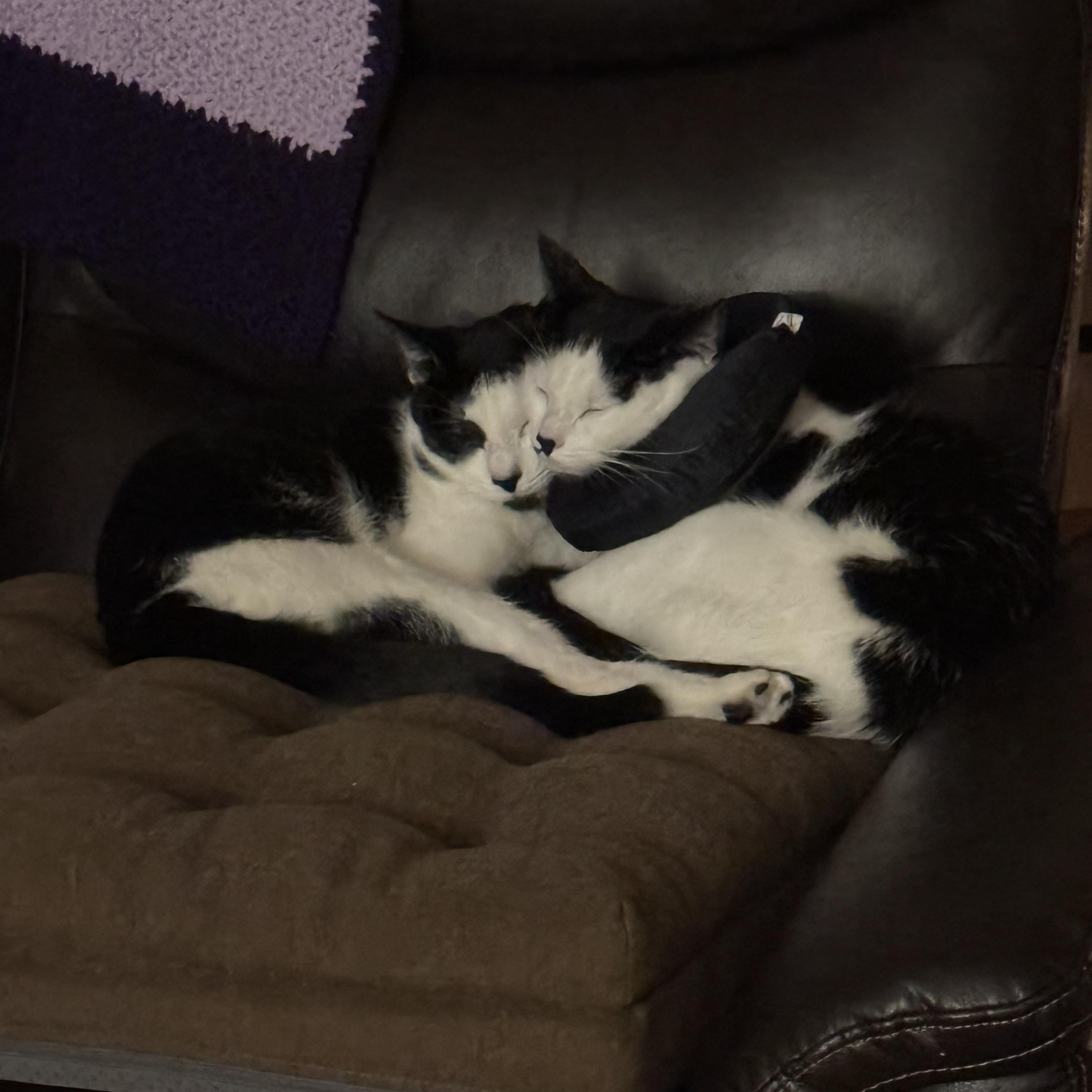 Enlarge Bobble & Tink, a ADOPTABLE Domestic Short Hair in Andover, CT image 6/6