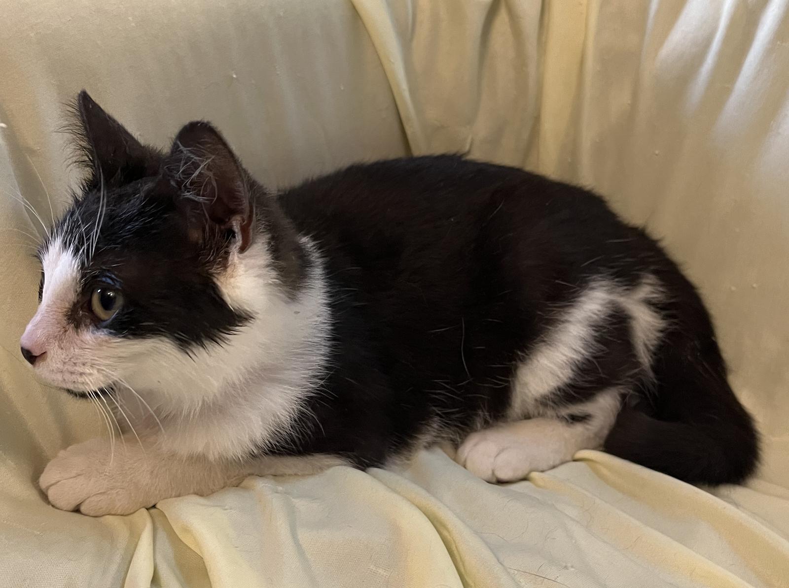 Enlarge Banjo, a Adoptable Domestic Short Hair in Connelly Springs, NC image 3/4