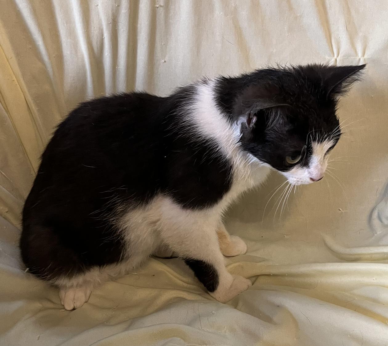 Enlarge Banjo, a Adoptable Domestic Short Hair in Connelly Springs, NC image 4/4