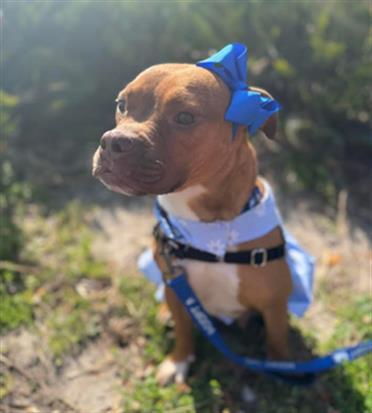 BLUEBERRY, Adoptable, Adult Female Mixed Breed.