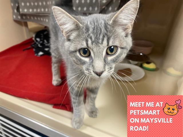 SANGI, Adoptable, Kitten Male Domestic Short Hair.