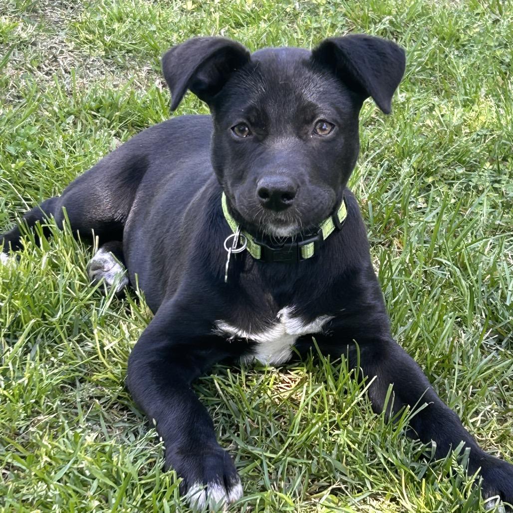 Sydney, adoptable, Young Female Shepherd.
