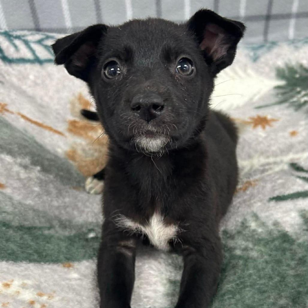 Enlarge Sydney, an adoptable mixed breed in Medford, NY image 2/2