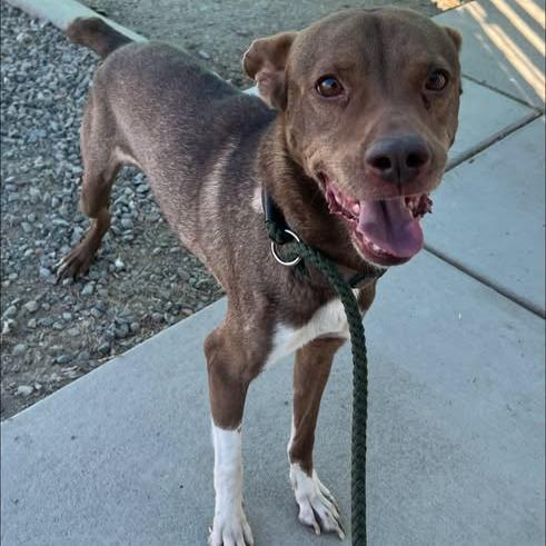 Magic, Adoptable, Adult Male Pit Bull Terrier & Husky.