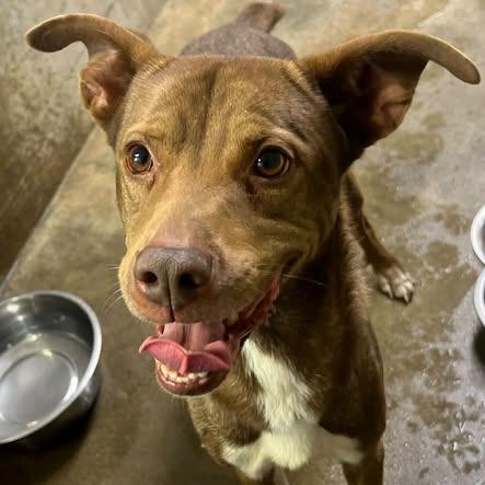 Enlarge Magic, a Adoptable mixed breed in Los Banos, CA image 2/2