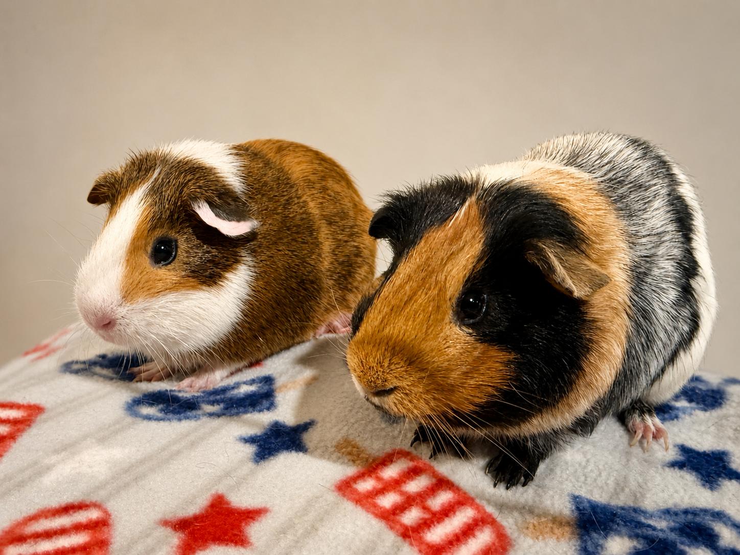 Kipp (& Kove), Adopted, Adult Male Guinea Pig.