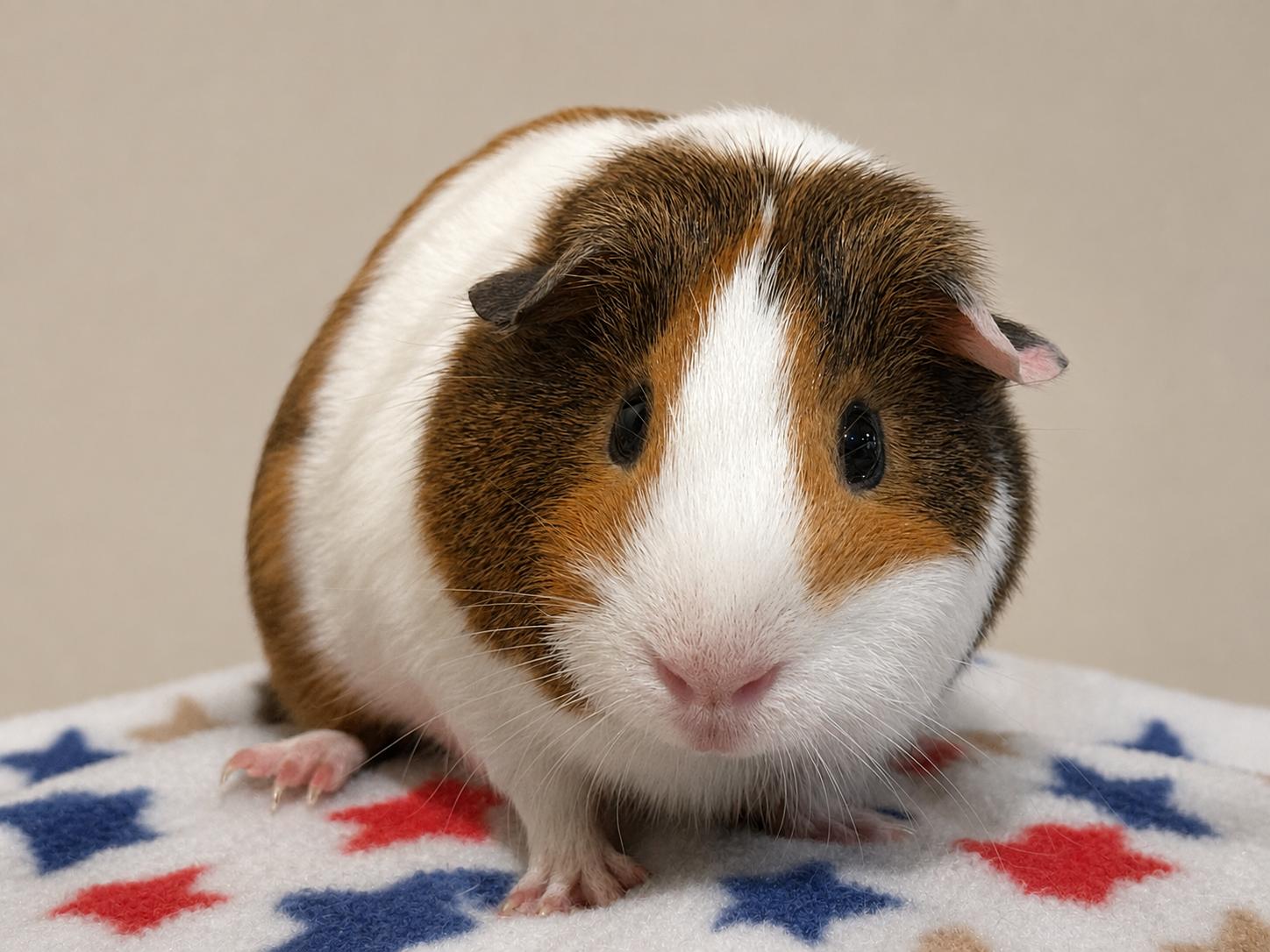 Enlarge Kipp (& Kove), a Adopted Guinea Pig in Marshfield, WI image 2/2