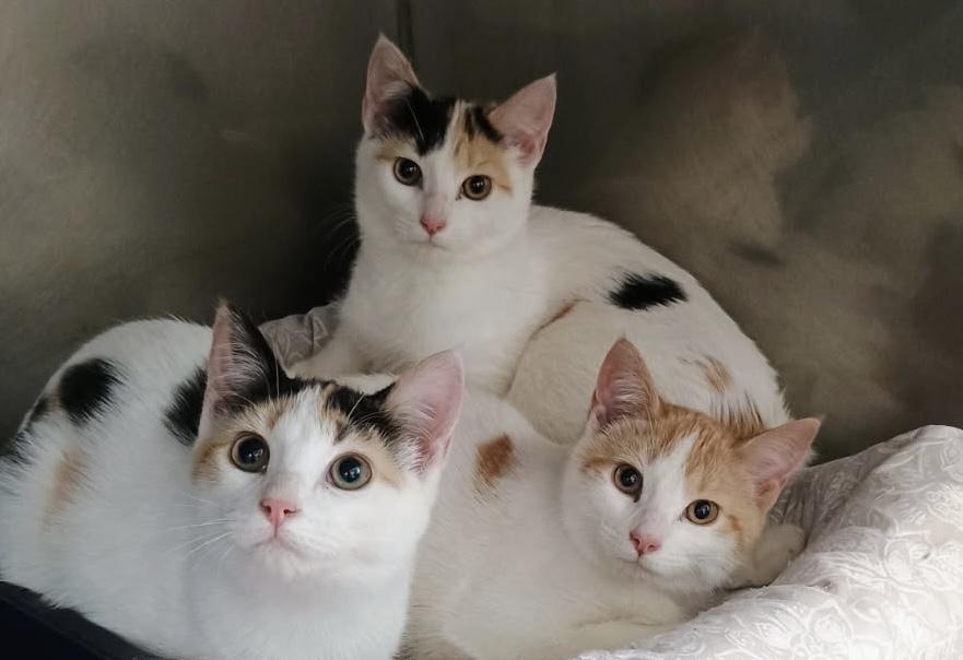 Sparrow, Wren, Phoebe , ADOPTABLE, Kitten Female Domestic Short Hair.