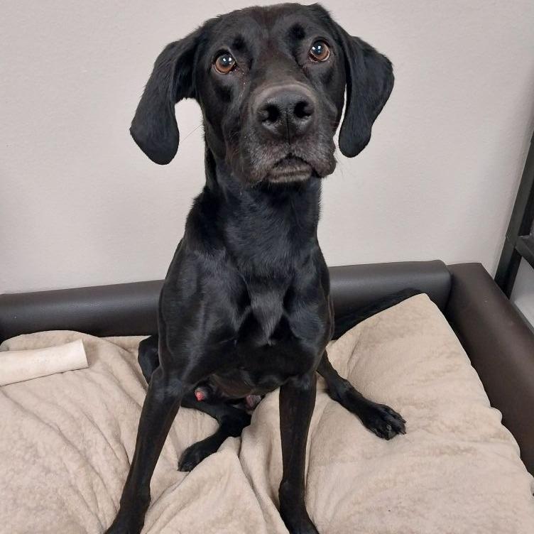 Enlarge Titan 25-77, a Adoptable Black Labrador Retriever in Bottineau, ND image 1/1