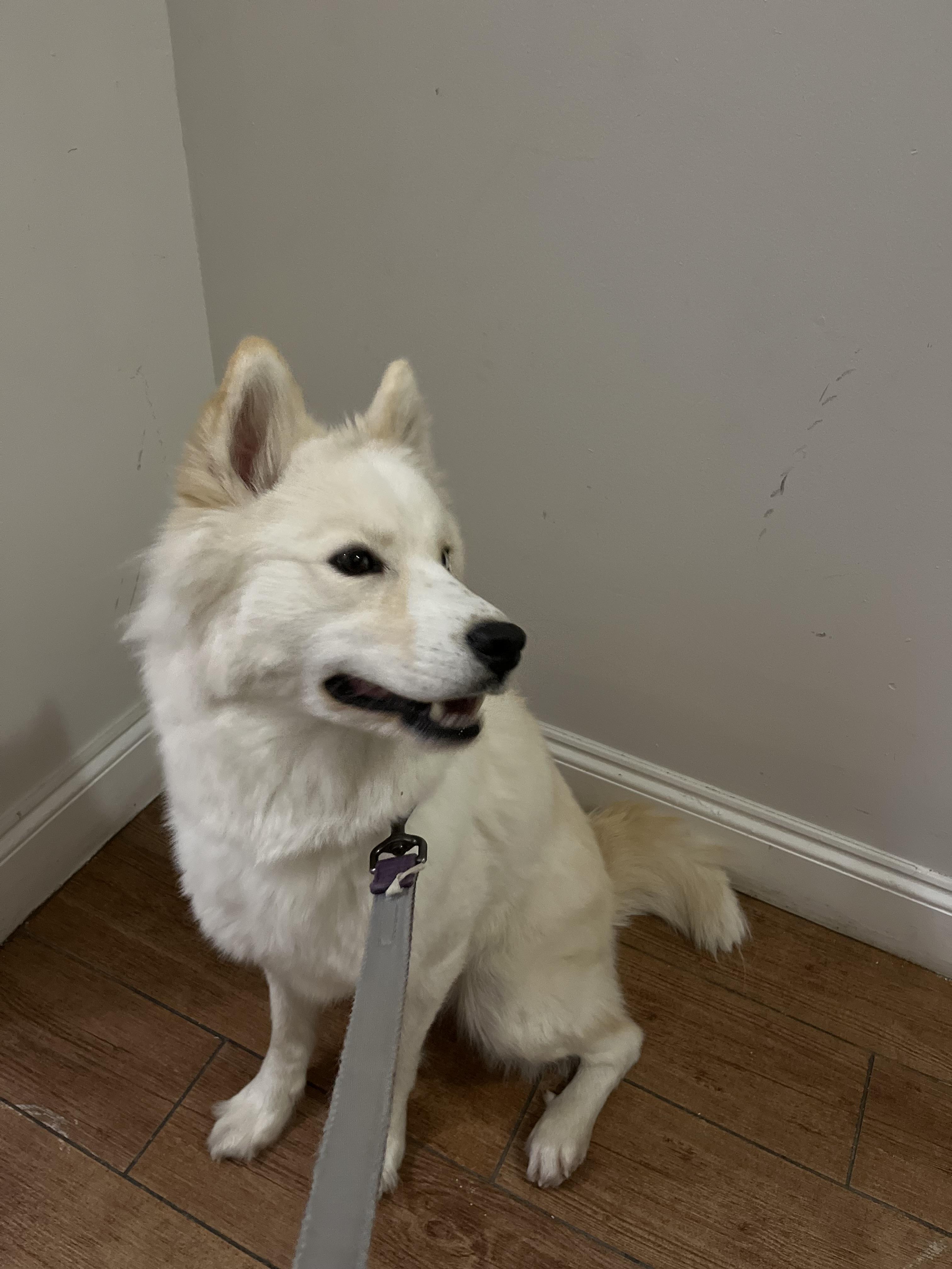 Enlarge Echo, a Adoptable Siberian Husky in Brooklyn, NY image 1/3