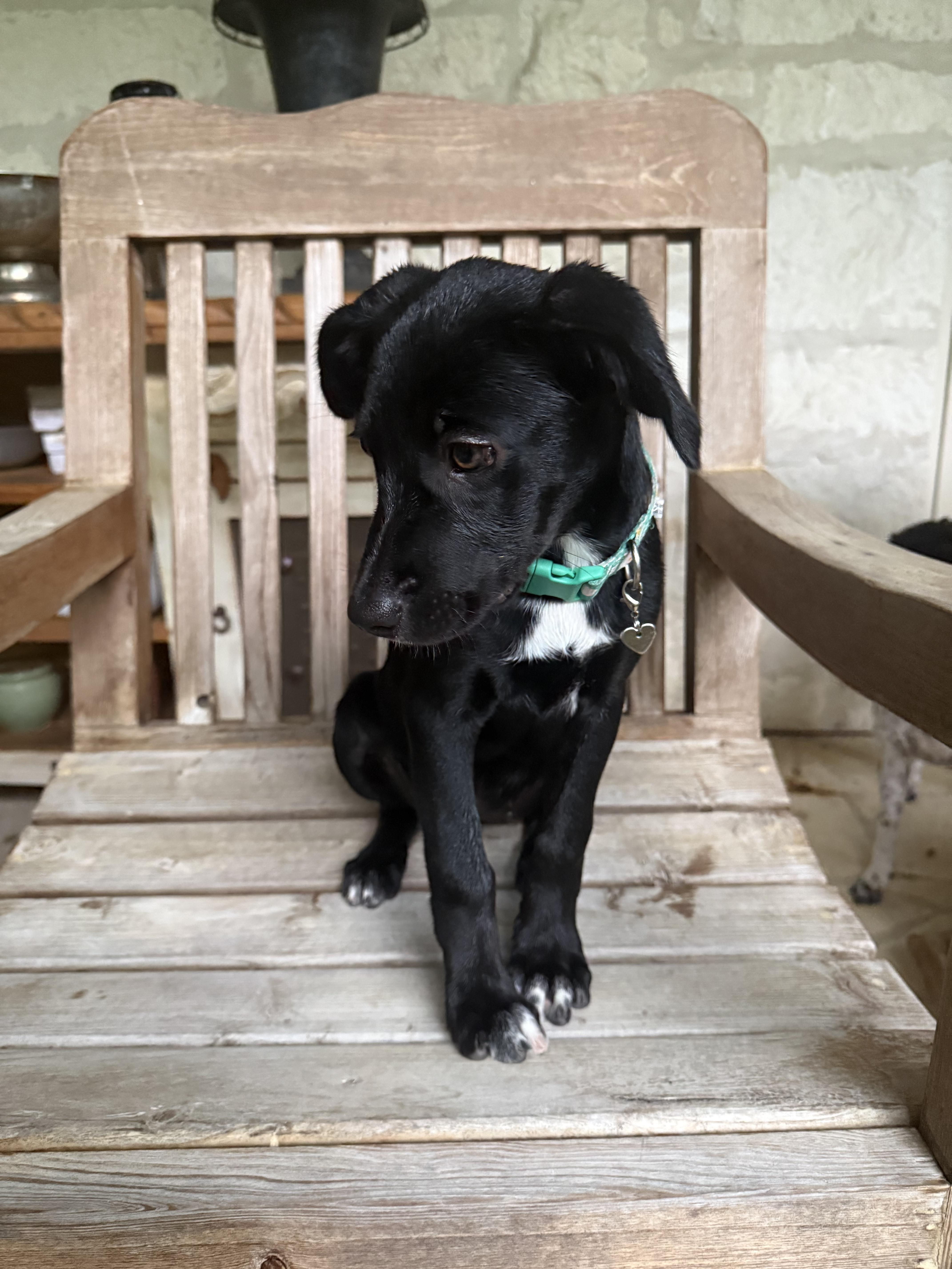 Enlarge Tootie, a Adoptable mixed breed in Boise, ID image 2/5