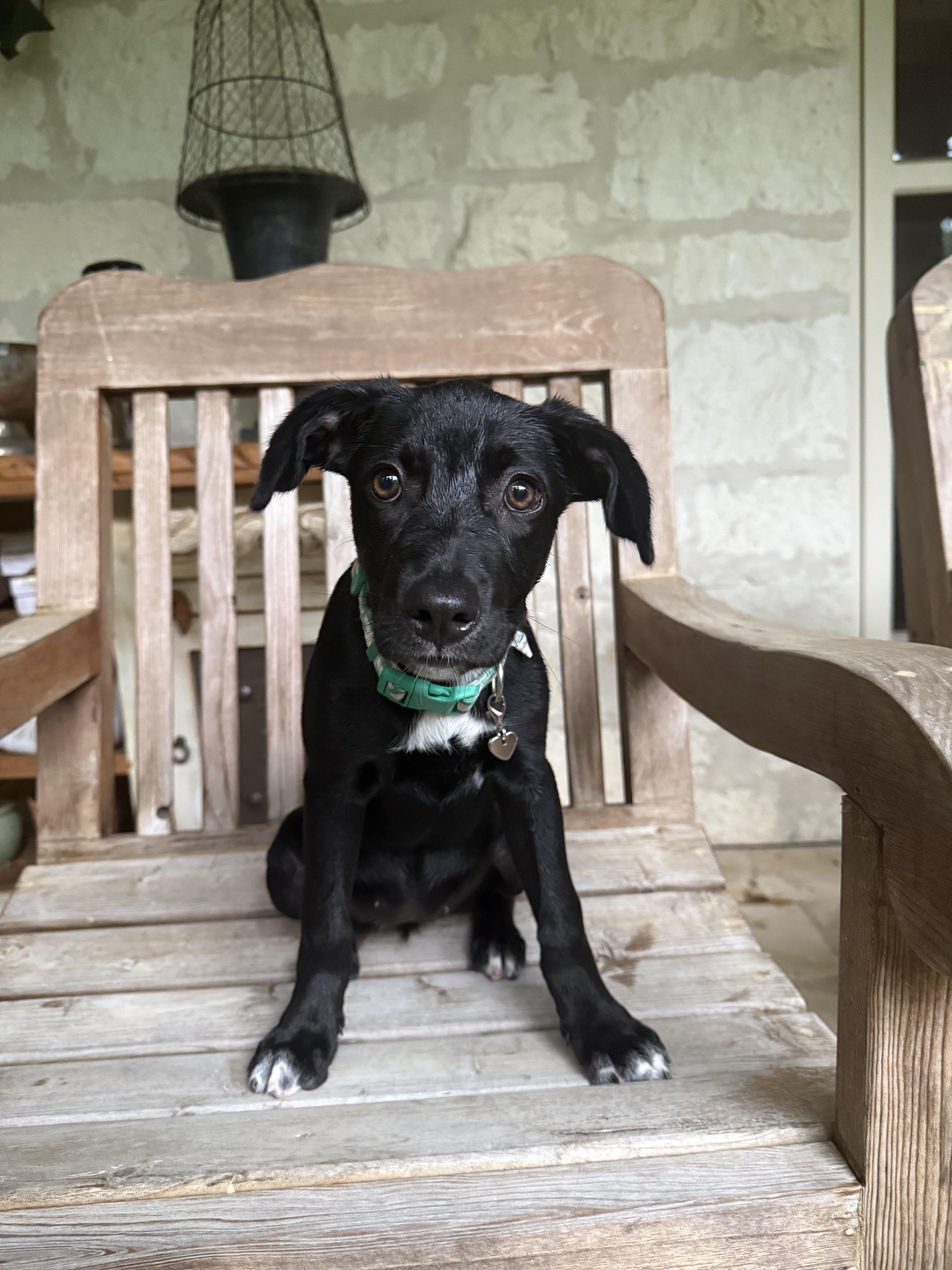 Enlarge Tootie, a Adoptable mixed breed in Boise, ID image 1/5