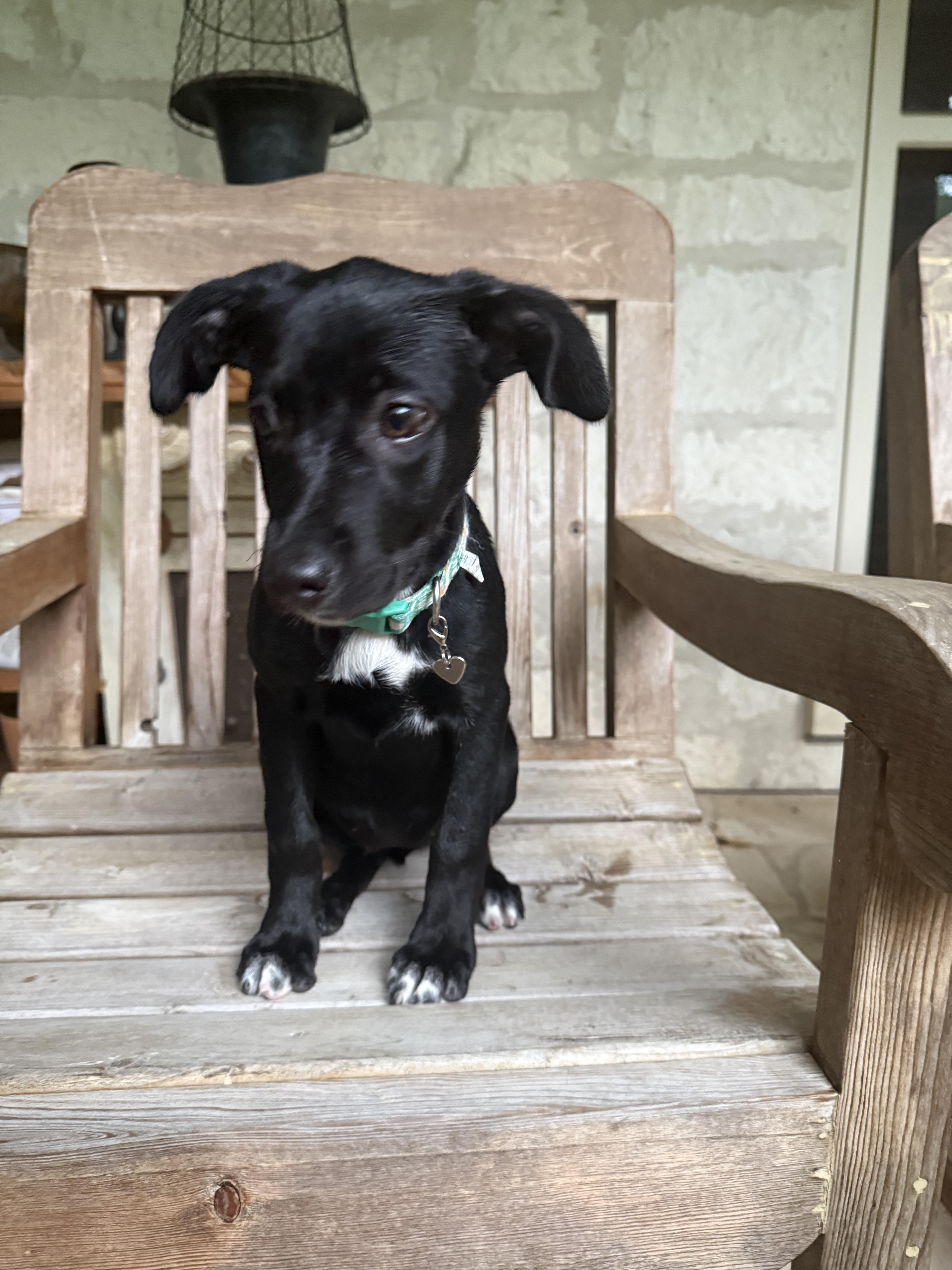 Enlarge Tootie, a Adoptable mixed breed in Boise, ID image 4/5