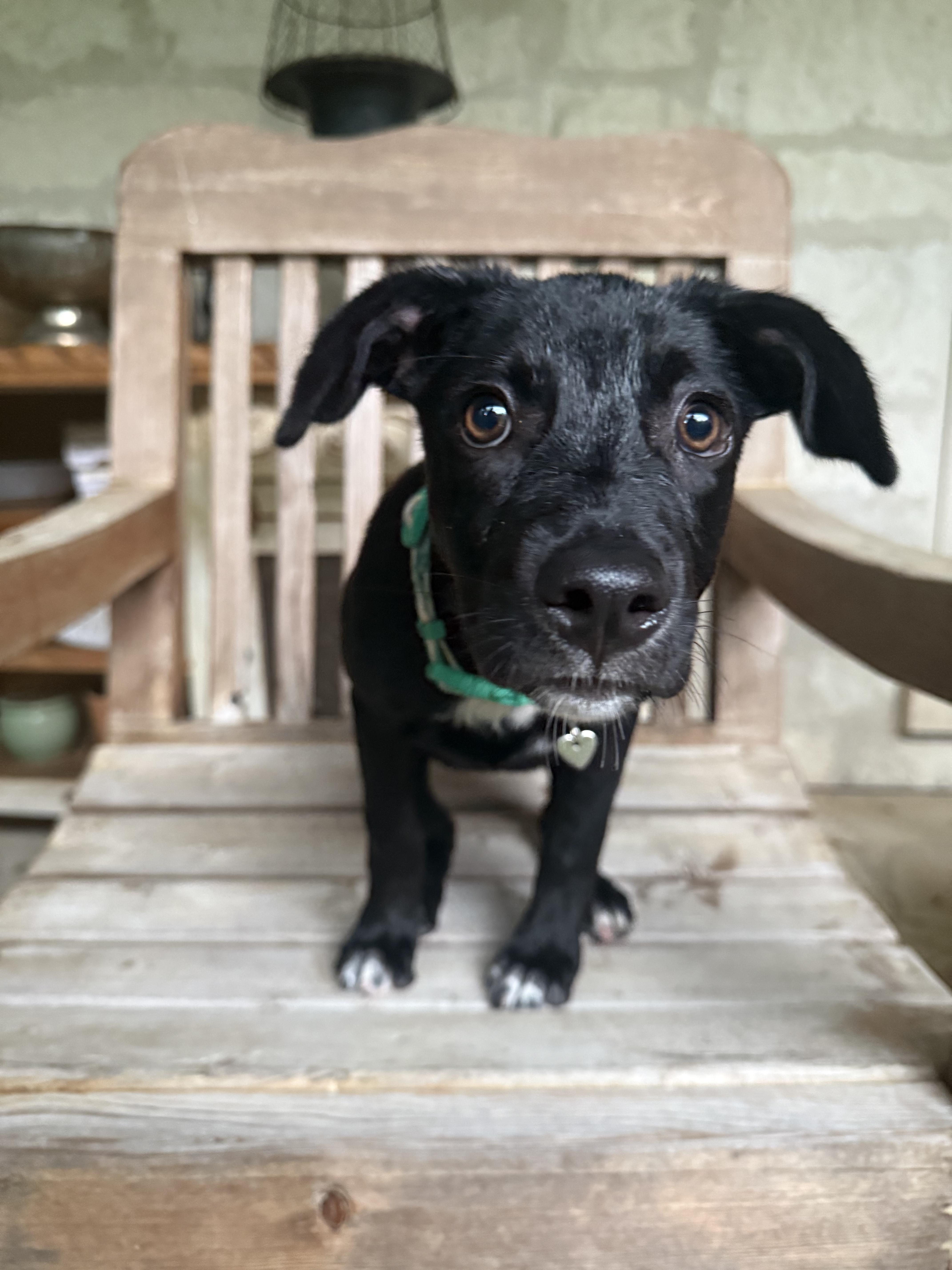 Enlarge Tootie, a Adoptable mixed breed in Boise, ID image 5/5