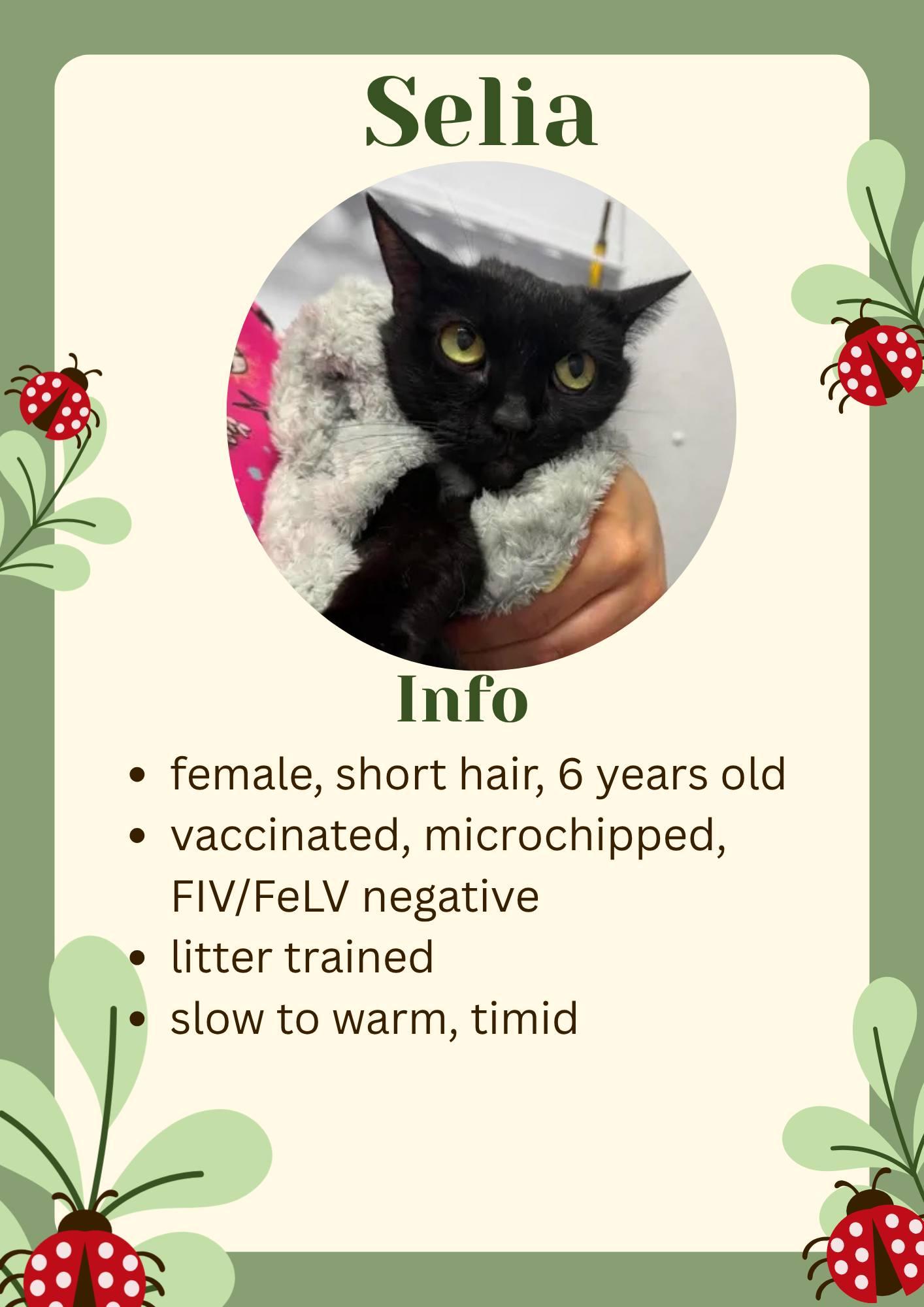 Selia, adopted, Adult Female Domestic Short Hair.