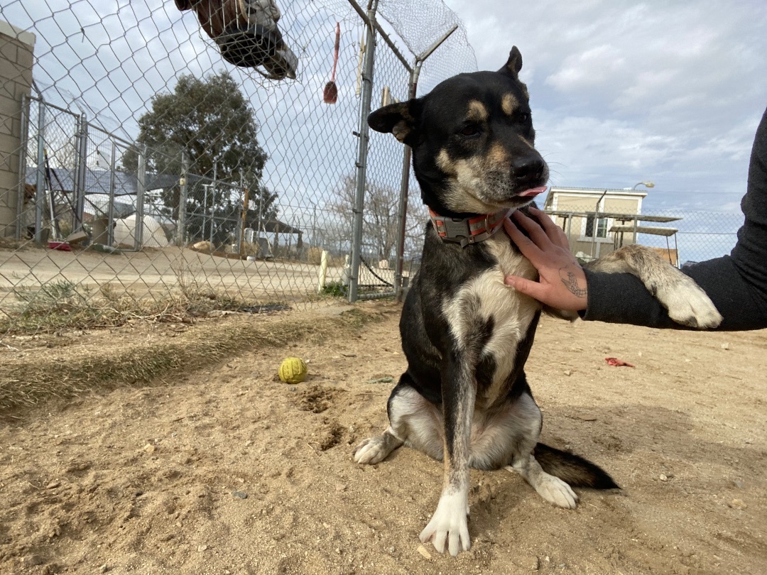 Alice , a Adoptable mixed breed in Mojave, CA image 1/5
