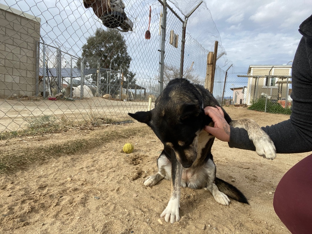 Alice , a Adoptable mixed breed in Mojave, CA image 2/5