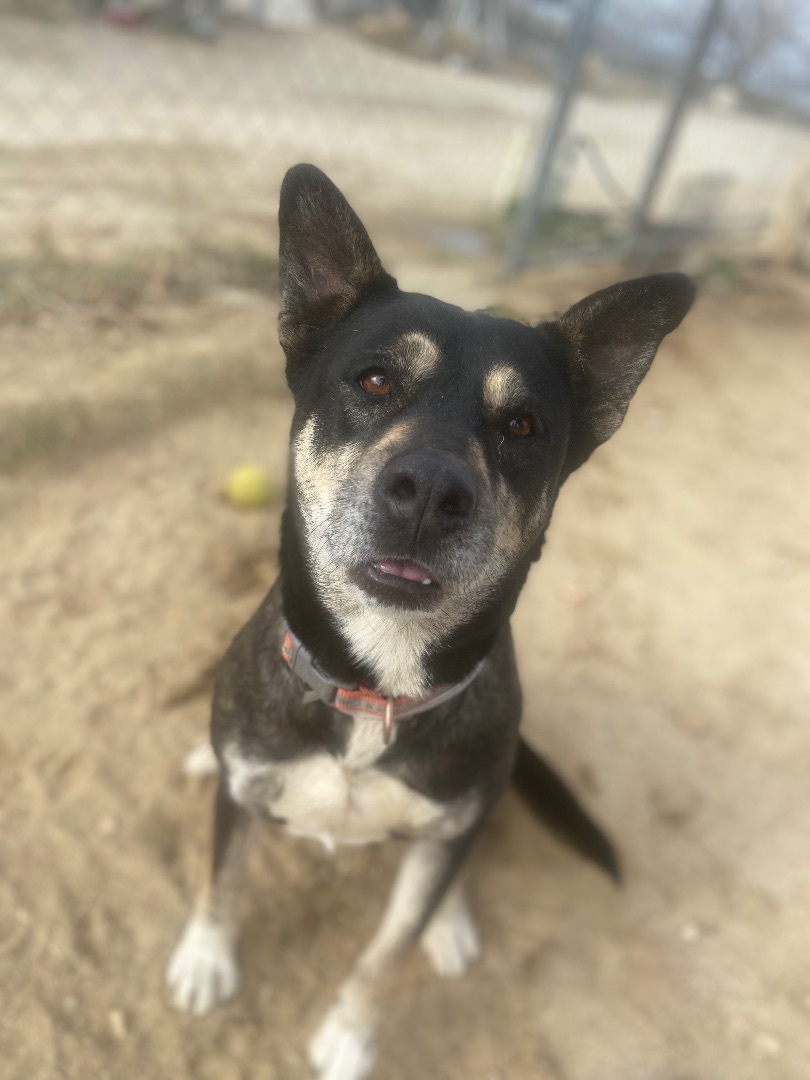 Alice , a Adoptable mixed breed in Mojave, CA image 3/5