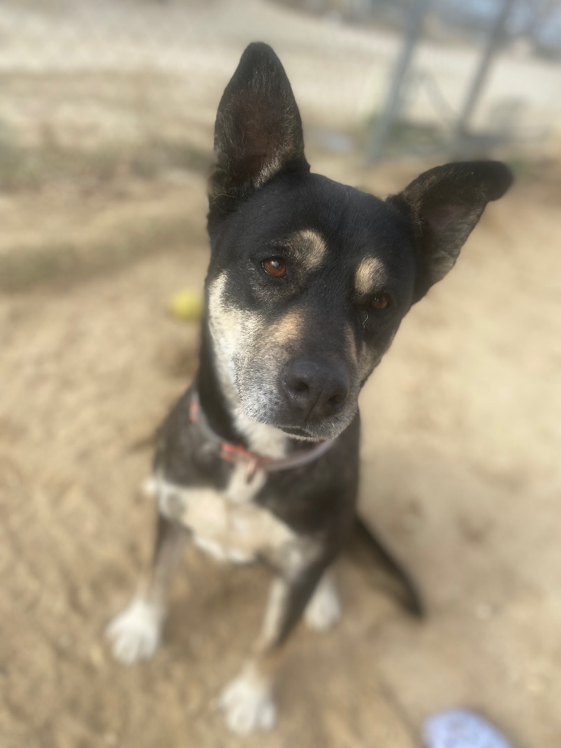 Alice , Adoptable, Senior Female Rottweiler & German Shepherd Dog.
