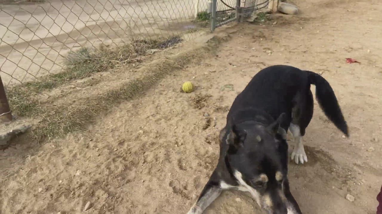 Enlarge Alice , a Adoptable mixed breed in Mojave, CA video 5/5