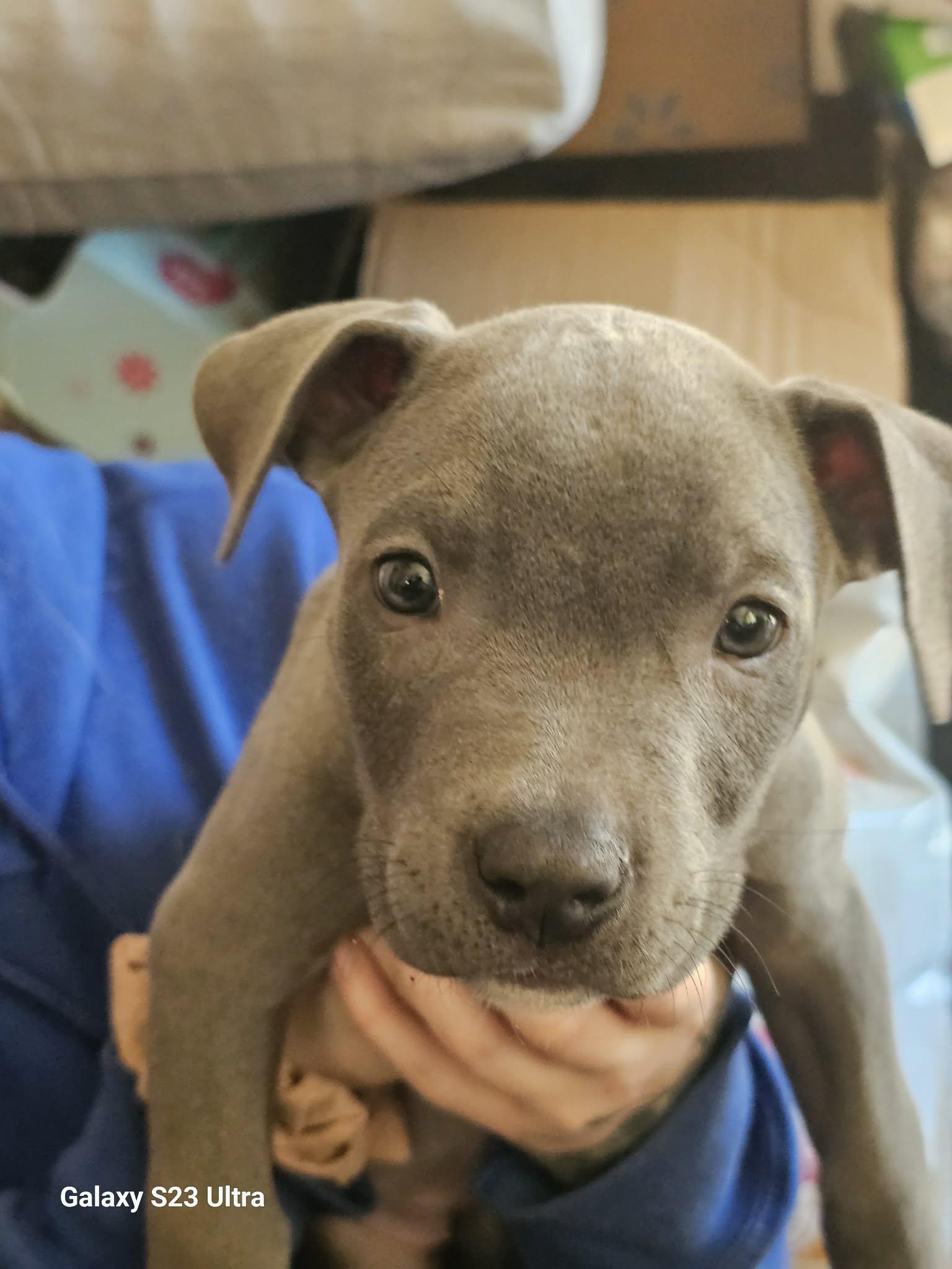 Enlarge Hattie, a Adoptable mixed breed in Waterloo, IA image 1/2