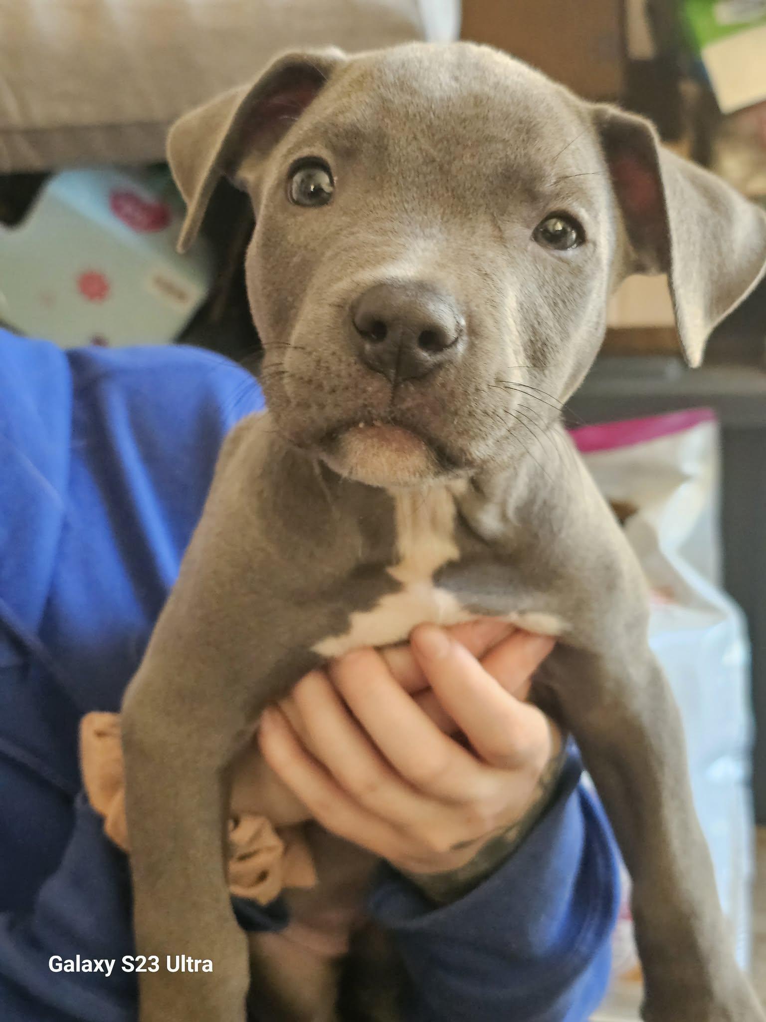 Enlarge Hattie, a Adoptable mixed breed in Waterloo, IA image 2/2