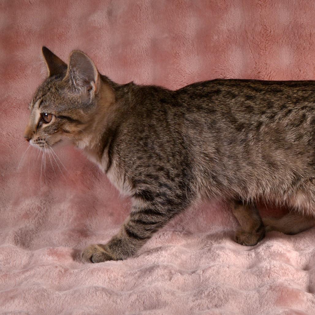 Toffee, a Adoptable Domestic Short Hair in Traverse City, MI image 1/6