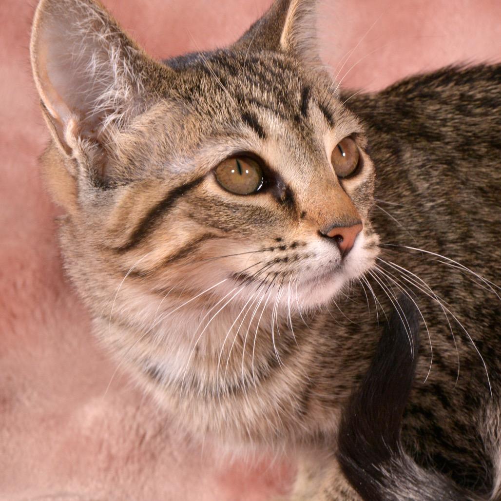Toffee, Adoptable, Young Female Domestic Short Hair.