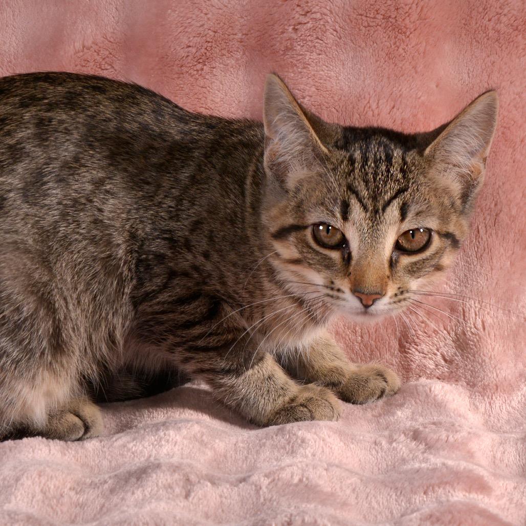 Toffee, a Adoptable Domestic Short Hair in Traverse City, MI image 3/6
