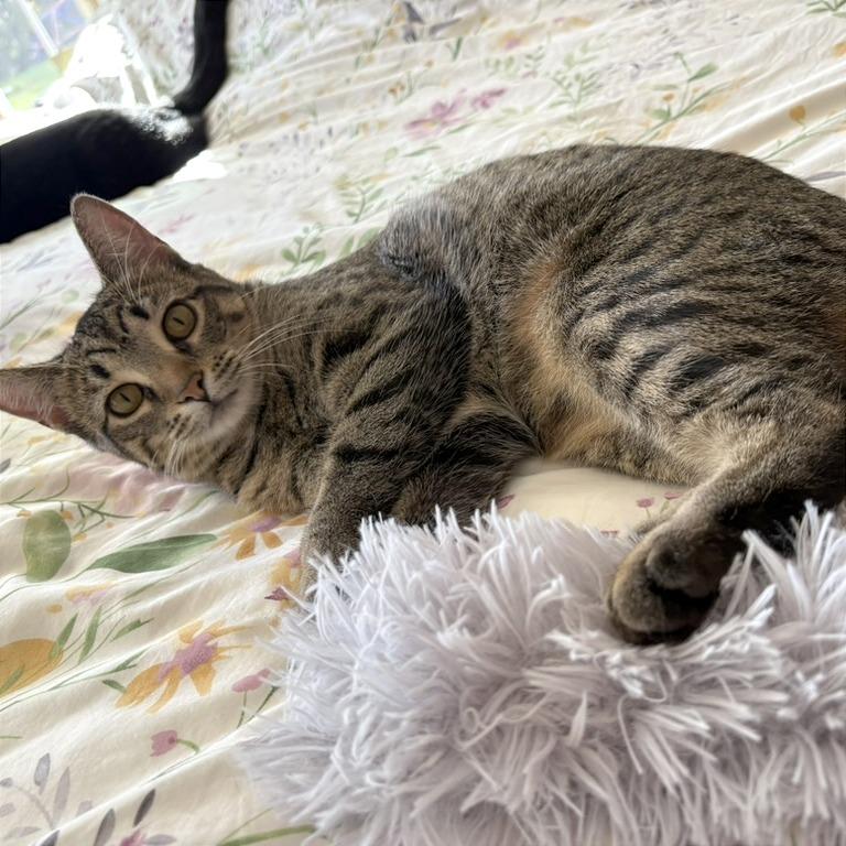 Toffee, Adoptable, Young Female Domestic Short Hair.