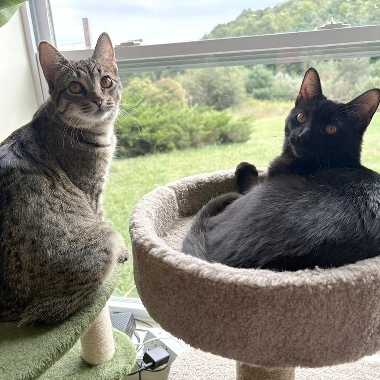 Enlarge Toffee, a Adoptable Domestic Short Hair in Traverse City, MI image 2/6