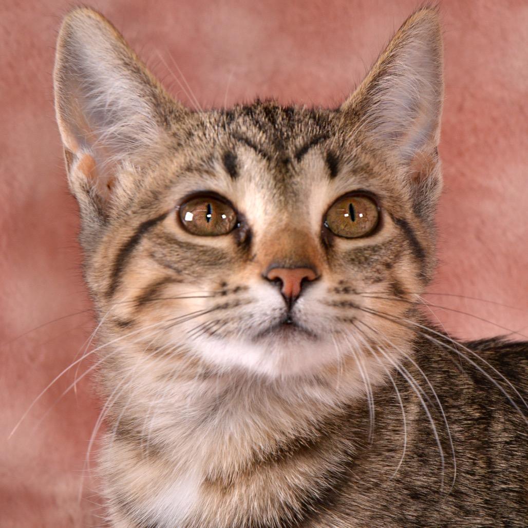 Enlarge Toffee, a Adoptable Domestic Short Hair in Traverse City, MI image 3/6