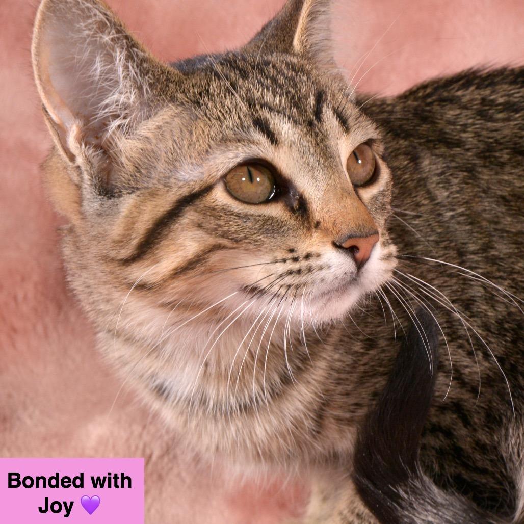 Toffee, a Adoptable Domestic Short Hair in Traverse City, MI image 4/6
