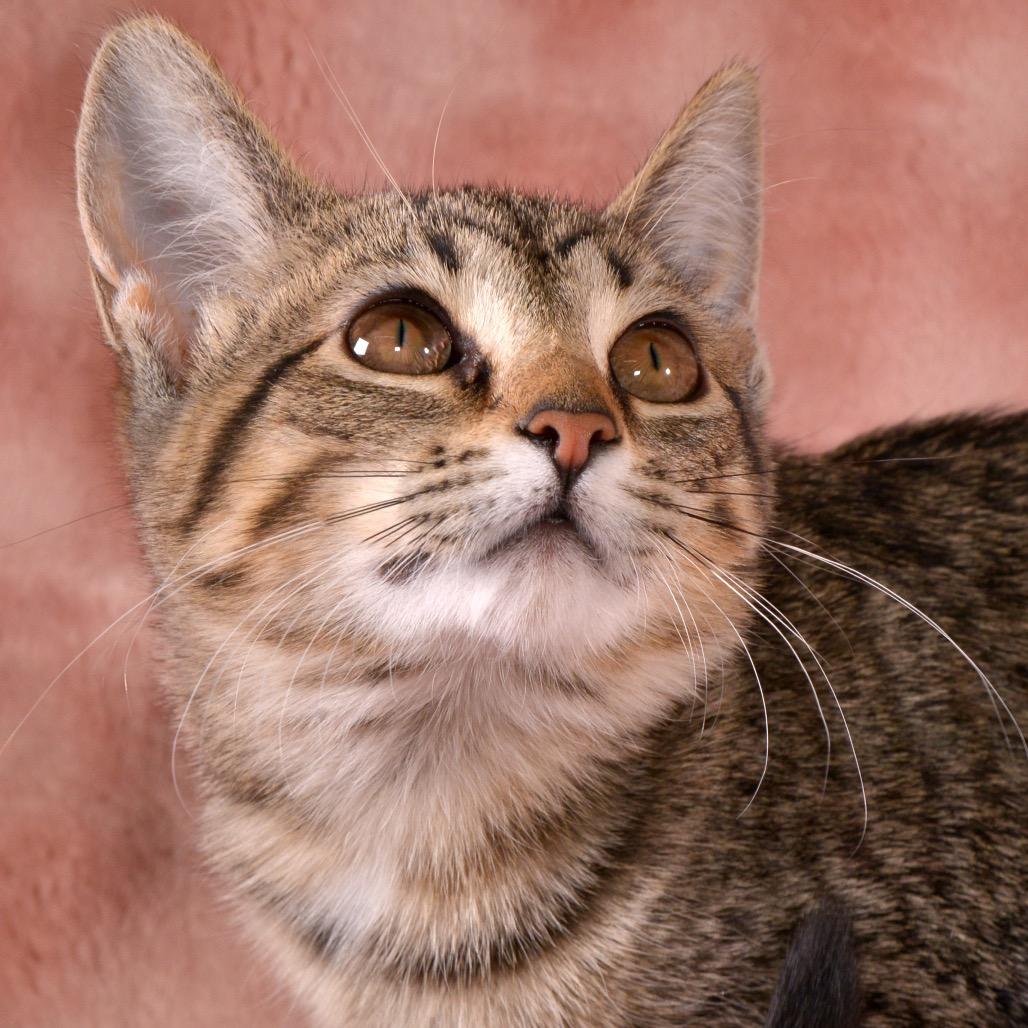 Toffee, a Adoptable Domestic Short Hair in Traverse City, MI image 5/6