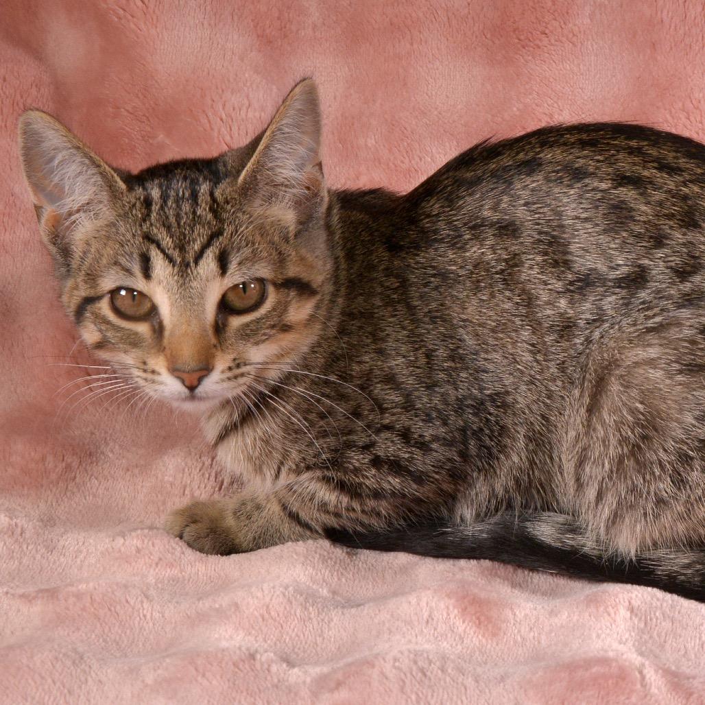 Enlarge Toffee, a Adoptable Domestic Short Hair in Traverse City, MI image 6/6
