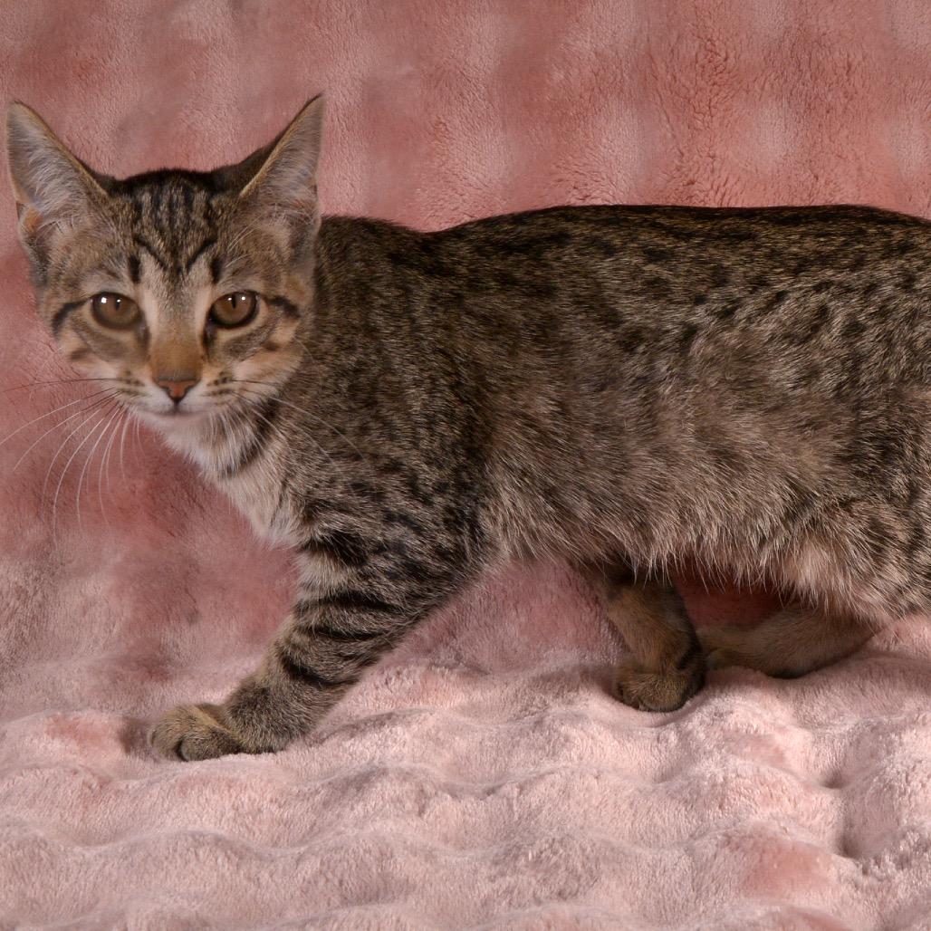 Toffee, a Adoptable Domestic Short Hair in Traverse City, MI image 6/6