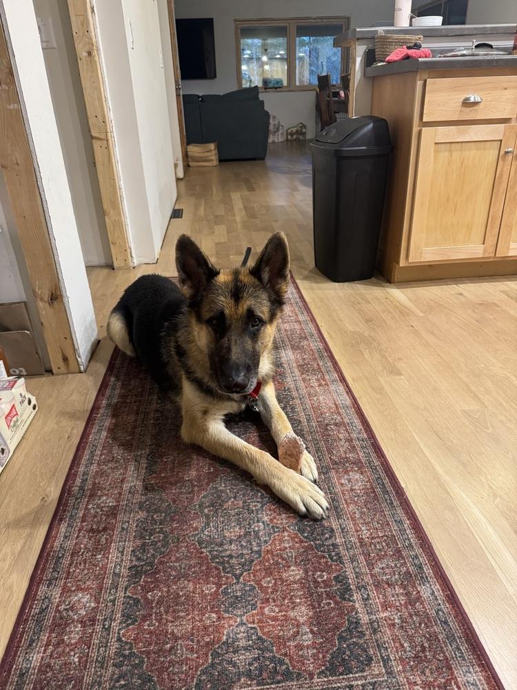 Kole, Adoptable, Adult Male German Shepherd Dog.