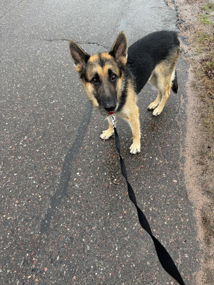 Enlarge Kole, a Adoptable German Shepherd Dog in Fredonia, WI image 2/3