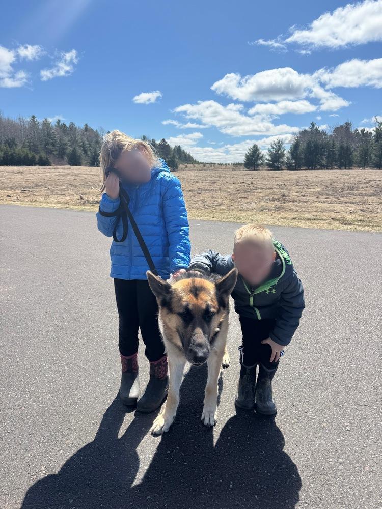 Enlarge Kole, a Adoptable German Shepherd Dog in Fredonia, WI image 3/3