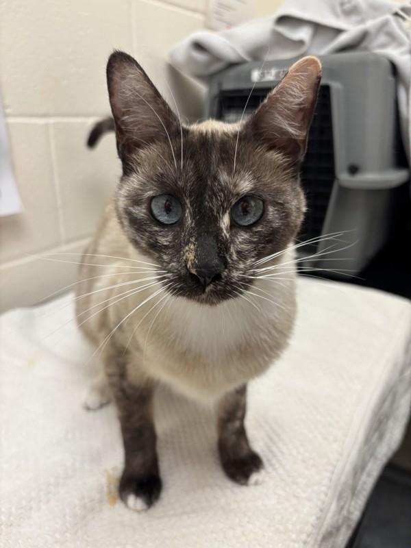 Honey Yogurt, Adoptable, Adult Female Siamese & Domestic Short Hair.